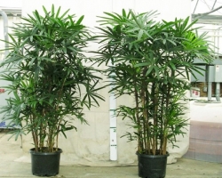 Trồng trúc bách hợp trong nhà để gia đình luôn may mắn hành phúc bình an